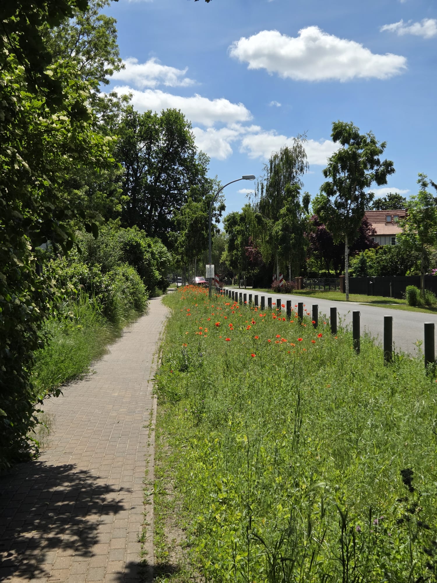 Blumenwiese